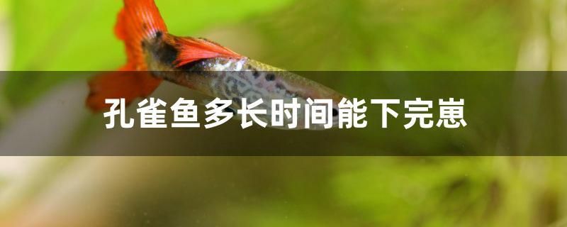 孔雀魚多長時間能下完崽