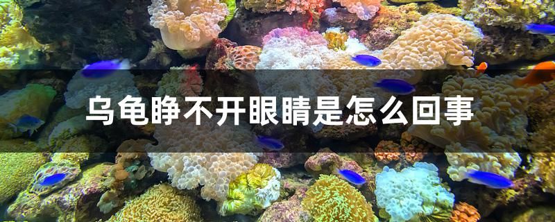 烏龜睜不開眼睛是怎么回事 龍魚芯片掃碼器 第1張