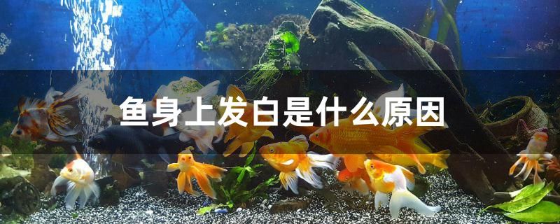 魚(yú)身上發(fā)白是什么原因 雙線側(cè)魚(yú) 第1張