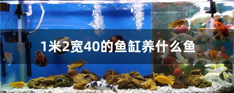 1米2寬40的魚(yú)缸養(yǎng)什么魚(yú)