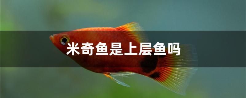 米奇魚是上層魚嗎 泰國雪鯽魚 第1張