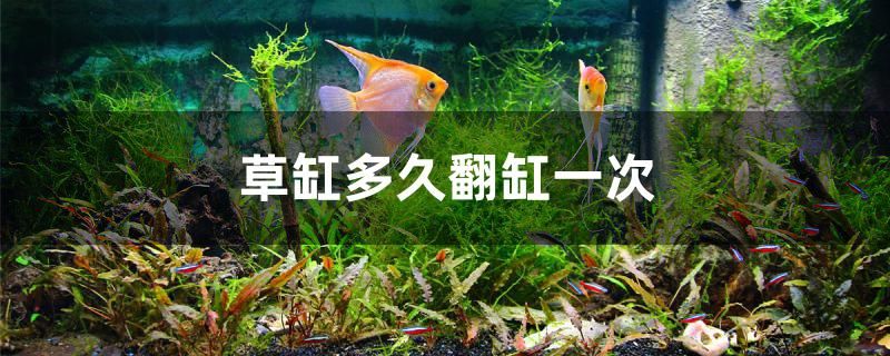 草缸多久翻缸一次 星點(diǎn)金龍魚(yú) 第1張