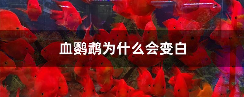 血鸚鵡為什么會(huì)變白 水族展會(huì) 第1張