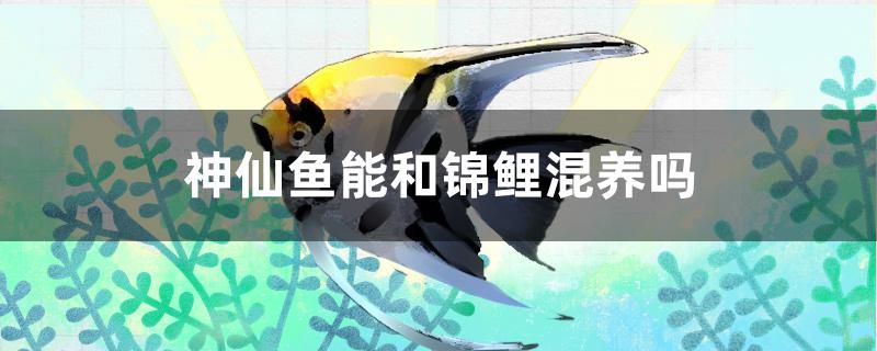 神仙魚能和錦鯉混養(yǎng)嗎