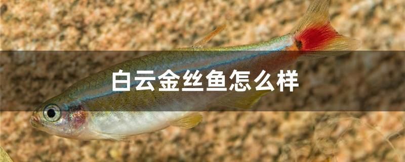 白云金絲魚怎么樣 廣州觀賞魚魚苗批發(fā)市場(chǎng) 第1張