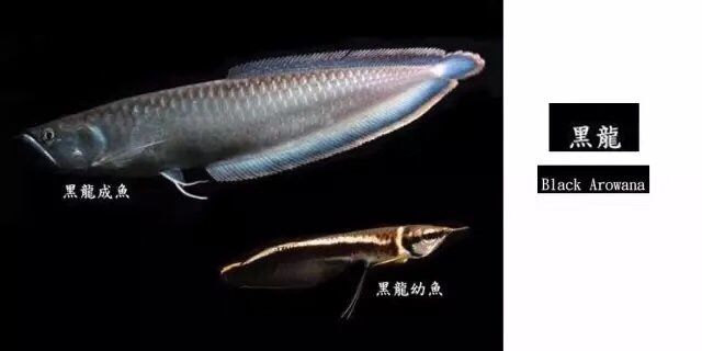 最全龍魚品種圖鑒，千萬別錯過！ 觀賞魚論壇 第13張