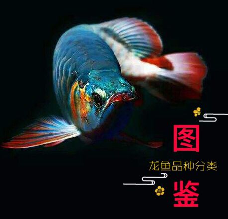 最全龍魚品種圖鑒，千萬別錯過！ 觀賞魚論壇 第24張