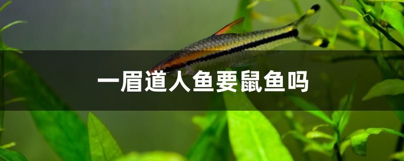 1.2米魚缸加多少鹽好用(12米魚缸要下多少鹽) 蘇虎 第1張