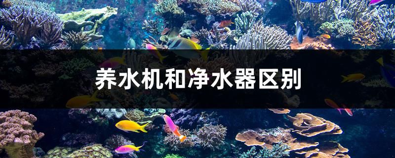 養(yǎng)水機(jī)和凈水器區(qū)別