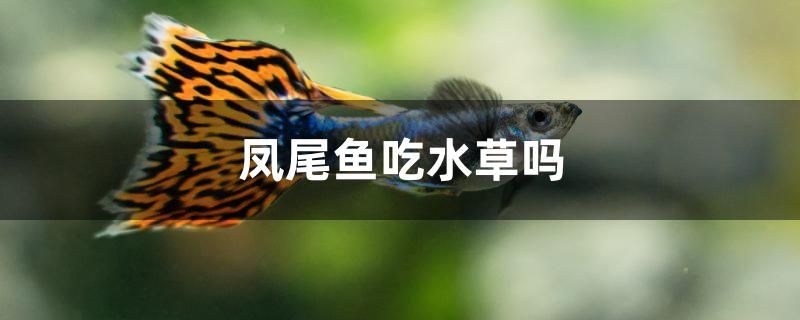 鳳尾魚吃水草嗎 馬來西亞貓山王榴蓮 第1張