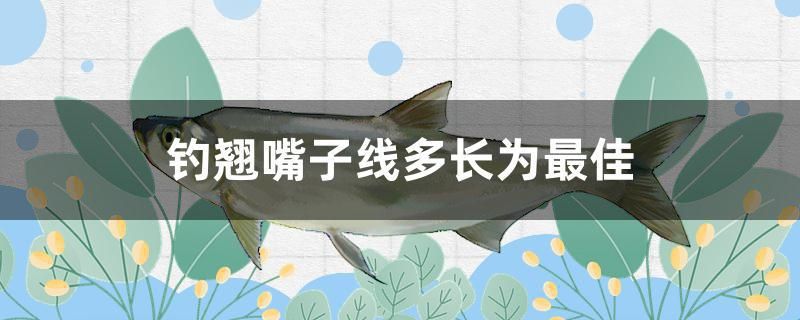 釣翹嘴子線多長為最佳 杰西卡恐龍魚 第1張