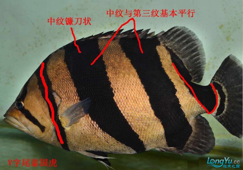 學(xué)習(xí)一下！ 觀賞魚論壇 第1張