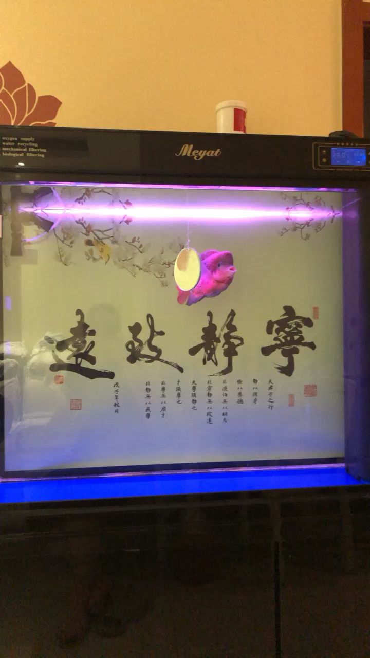 古典也長大了熬了快九個月了，雖然不是很牛逼，但養(yǎng)魚不就是享受這個過程，看它每一天的蛻變，加油！ 觀賞魚論壇 第1張