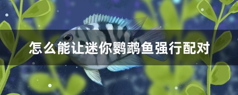 怎么能讓迷你鸚鵡魚強(qiáng)行配對 帝王三間魚 第1張