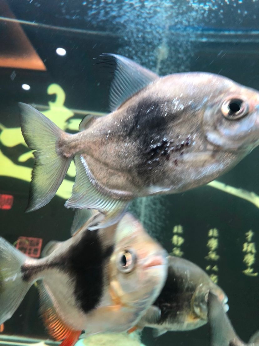 寶雞二手魚缸水族箱出售（ 寶雞二手魚缸水族箱出售信息） 元寶鳳凰魚