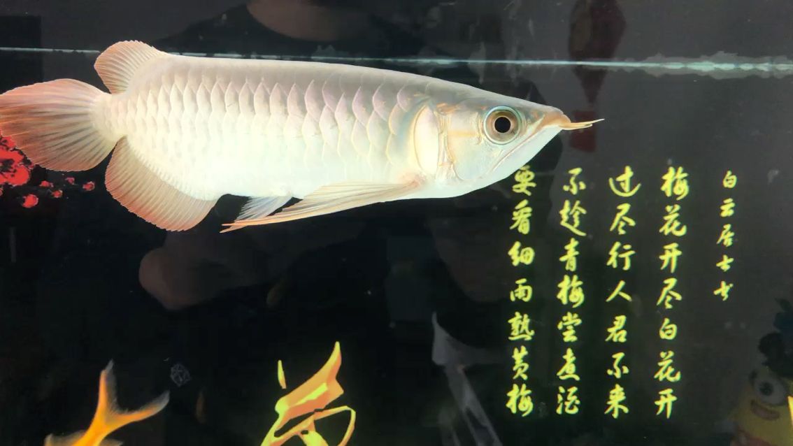 乖乖在家看魚 觀賞魚論壇 第1張