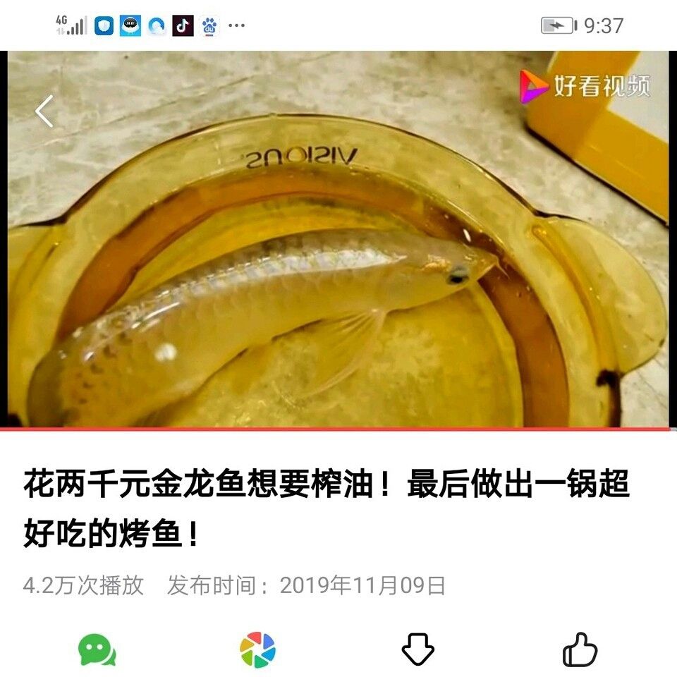 可惡啊 觀賞魚論壇 第2張