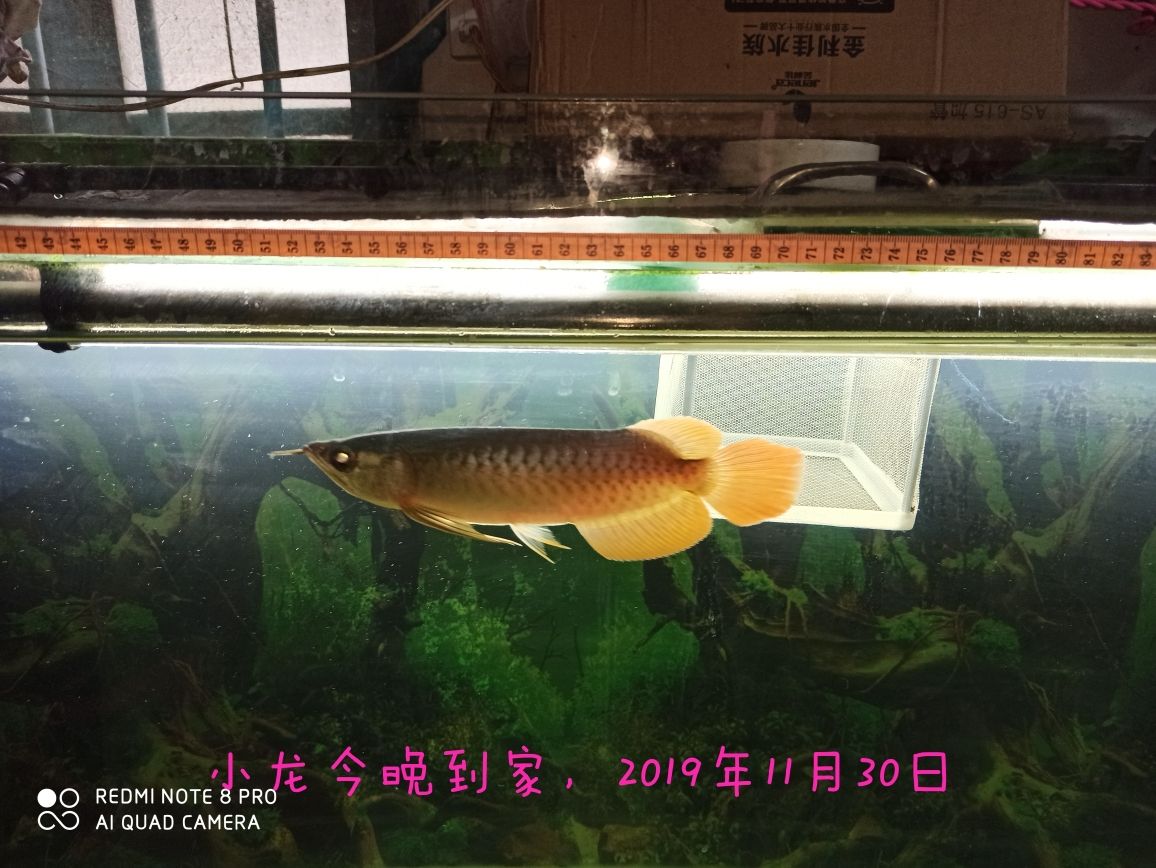 極魚魚缸官網(wǎng)圖片（極窄側(cè)溢流魚缸有弊端嗎） 黃寬帶蝴蝶魚 第1張