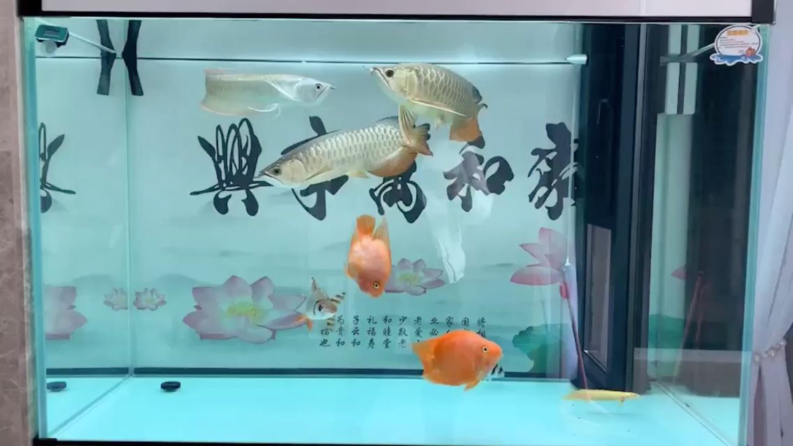 不能出門。不給國家添亂。宅家看魚 觀賞魚論壇 第1張