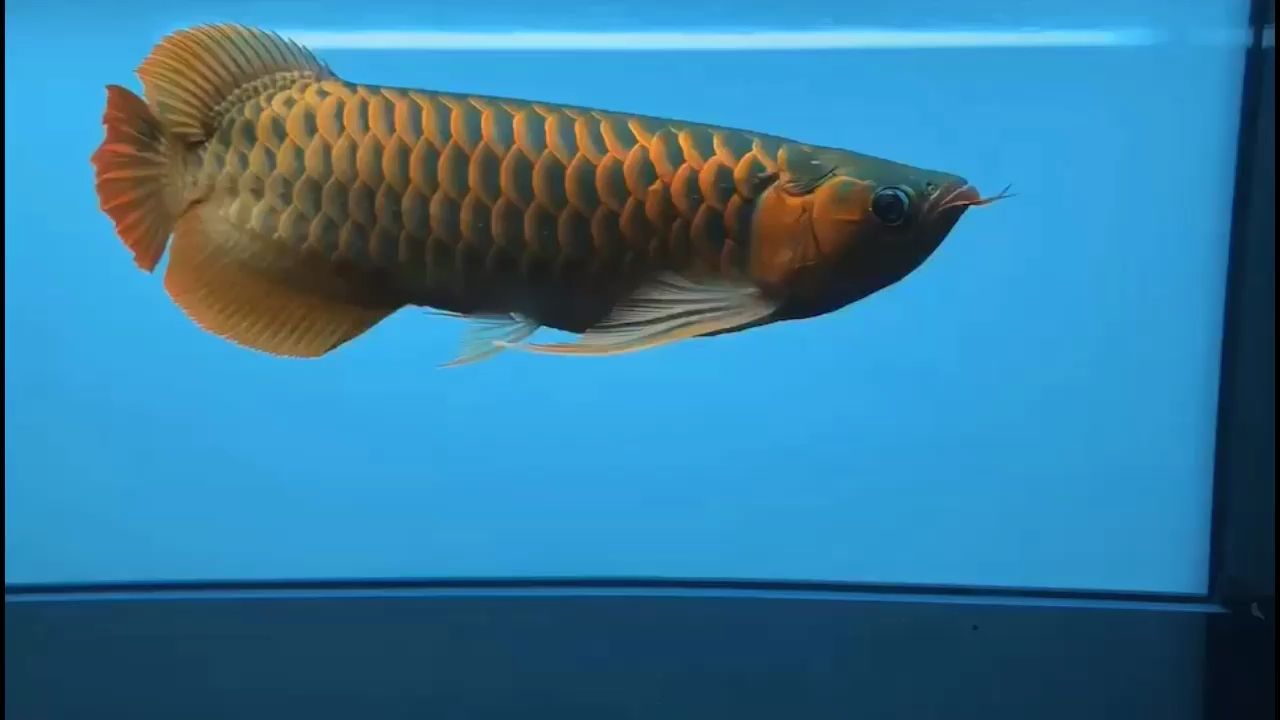 五星牌水族魚缸價格表大全(亮點水族魚缸價格)