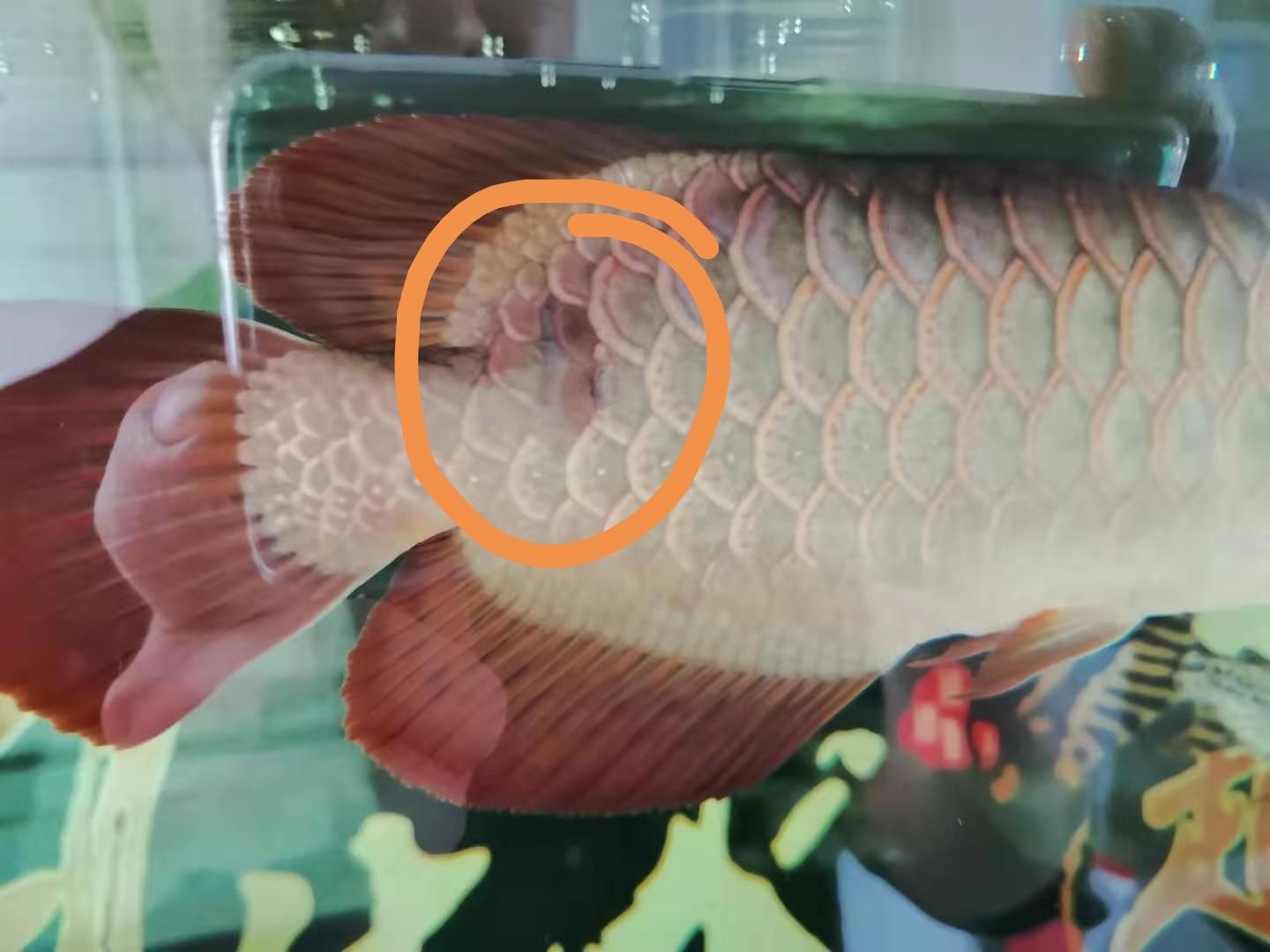 關(guān)于金龍魚的產(chǎn)品標準號是多少的信息 綠皮皇冠豹魚 第5張