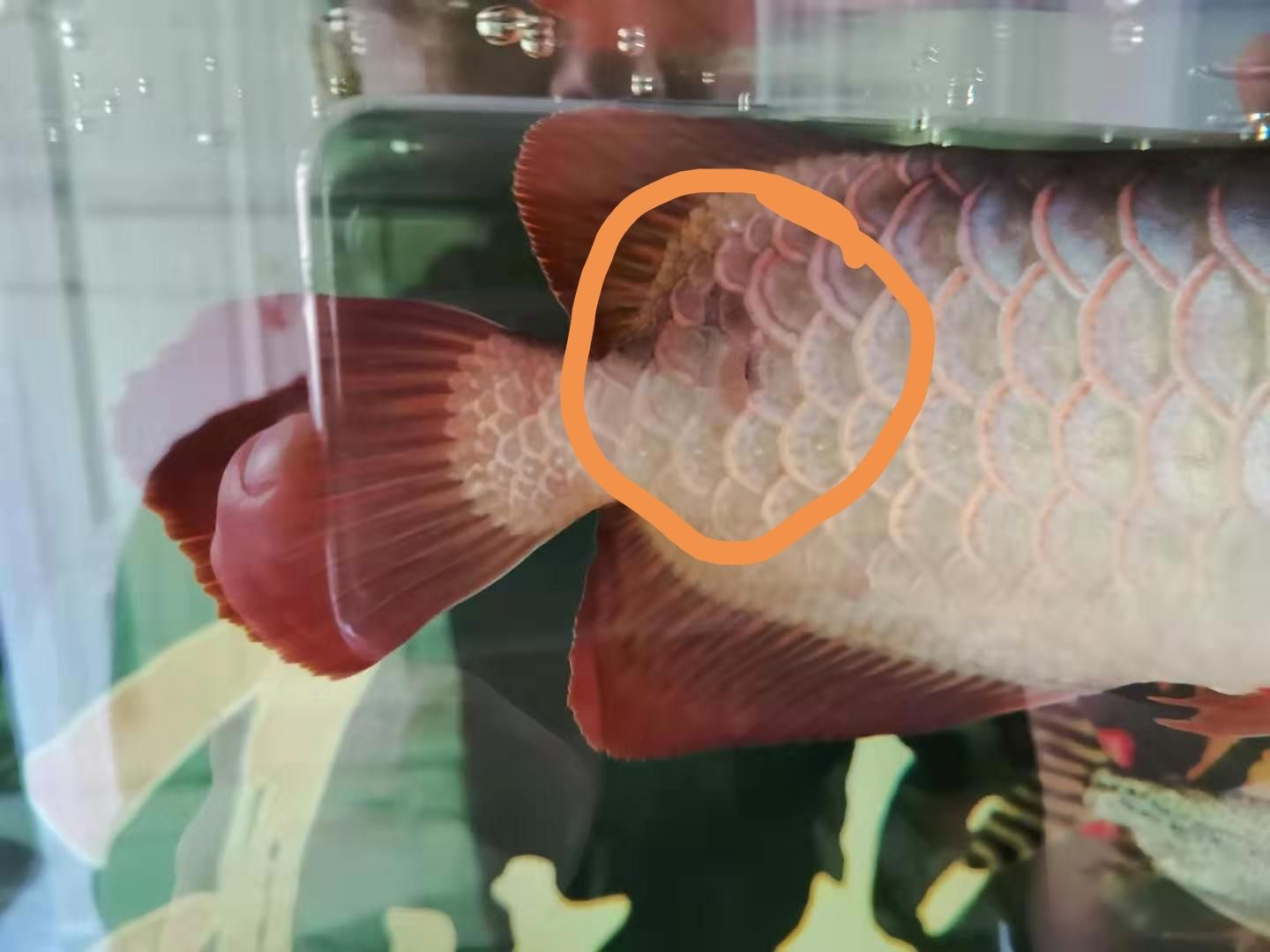 關(guān)于金龍魚的產(chǎn)品標準號是多少的信息 綠皮皇冠豹魚 第6張