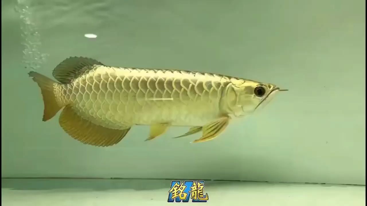 和田觀賞魚去哪買便宜（和田觀賞魚去哪買便宜點(diǎn)） 夢幻雷龍魚