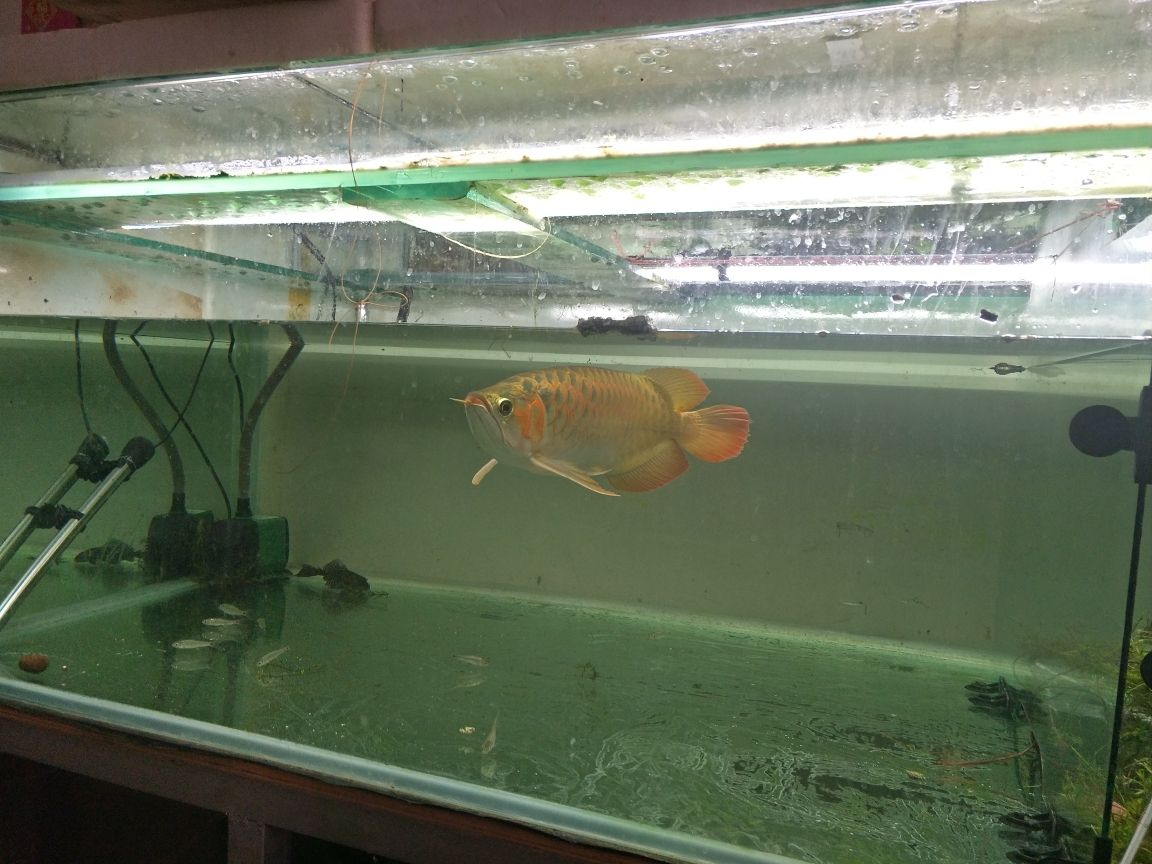 北京買魚缸哪里便宜又好用（北京家用魚缸定制找哪家） 玫瑰銀版魚