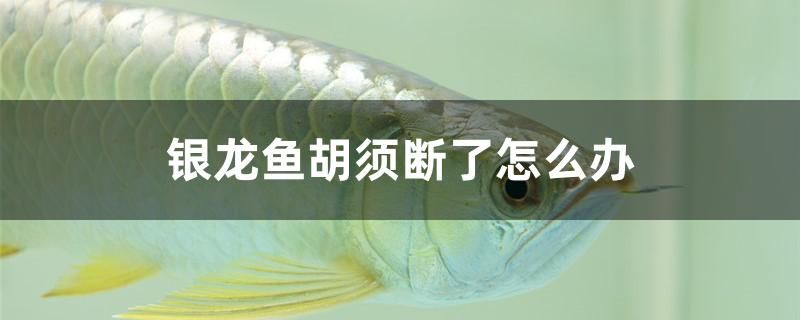 銀龍魚胡須斷了怎么辦