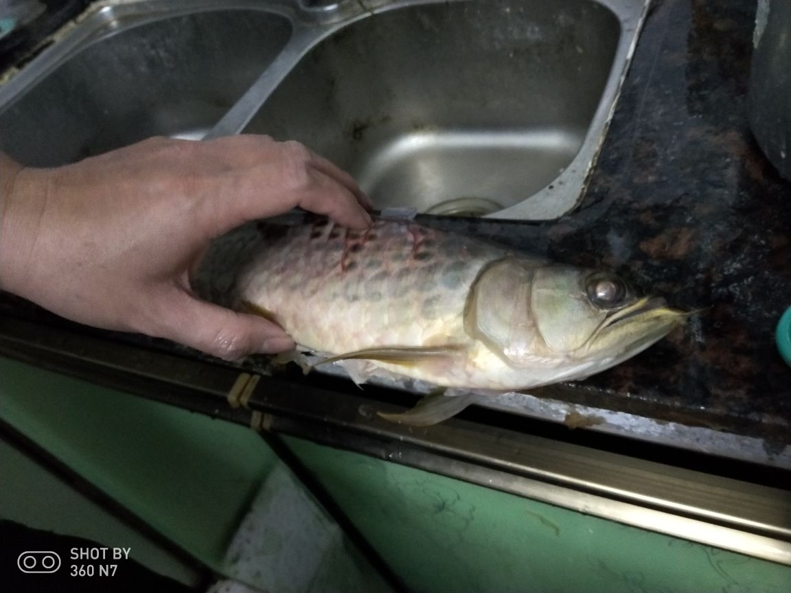 今天一清龍魚暴斃。瘟疫下的傷痛。 觀賞魚論壇 第1張