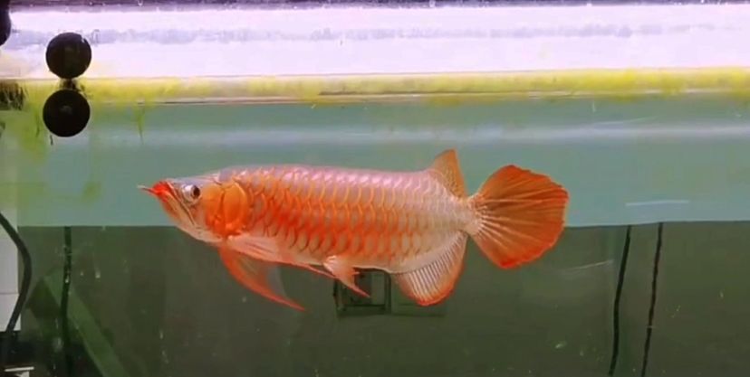 廣州買魚(yú)缸去哪里買比較好一點(diǎn) 廣州賣魚(yú)缸 龍魚(yú)麻藥（祥龍Nika）