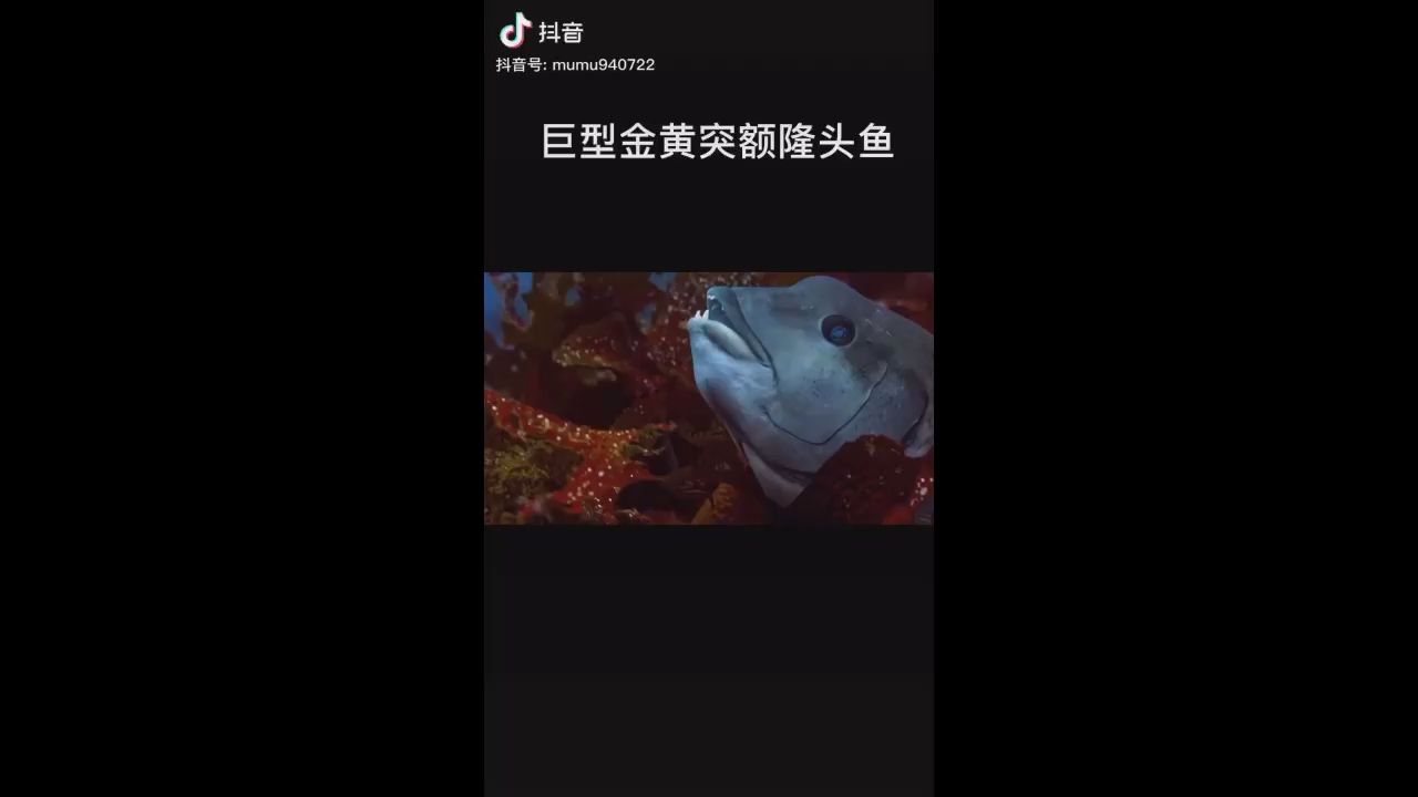 巨型隆頭魚 觀賞魚論壇 第1張