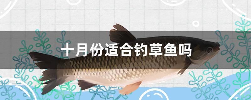 十月份適合釣草魚嗎 帝王三間魚 第1張