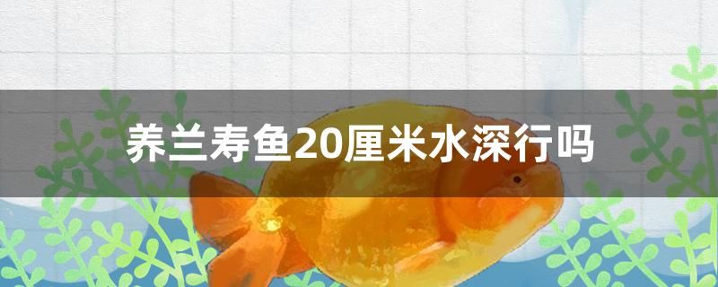 養(yǎng)蘭壽魚20厘米水深行嗎 印尼小紅龍 第1張