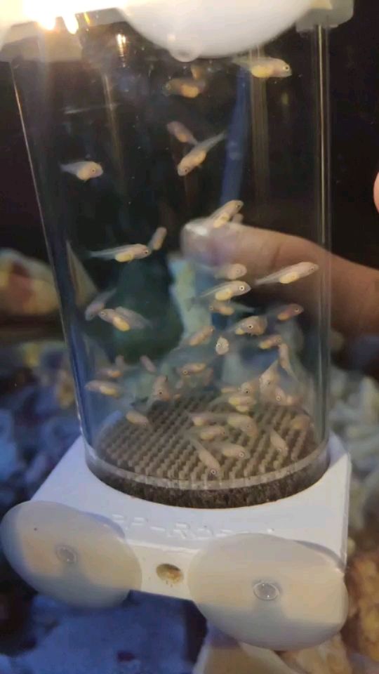 金龍魚用什么顏色的魚缸最好（魚缸的背景色到底什么顏色最好） 廣州水族器材濾材批發(fā)市場(chǎng) 第1張