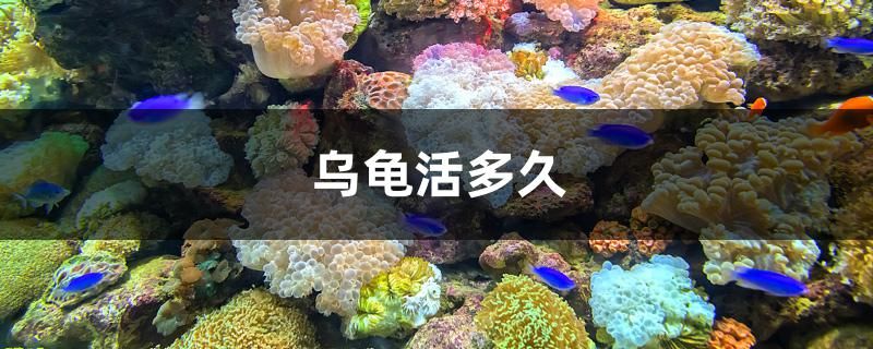 烏龜活多久