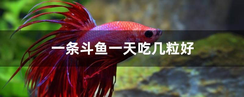 一條斗魚一天吃幾粒好 一眉道人魚苗 第1張