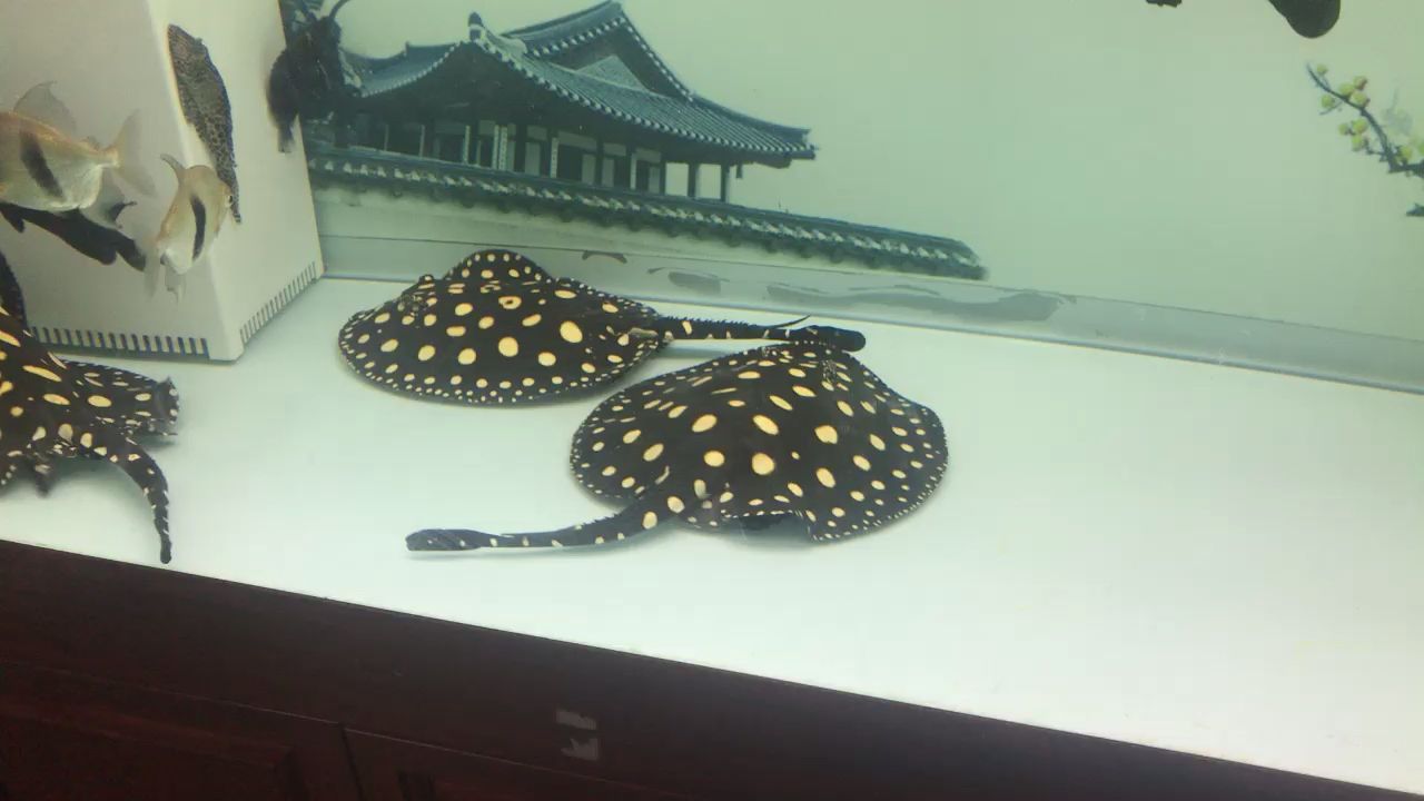 龍魚飼料哪個品牌好吃 龍魚飼料哪個品牌好吃點