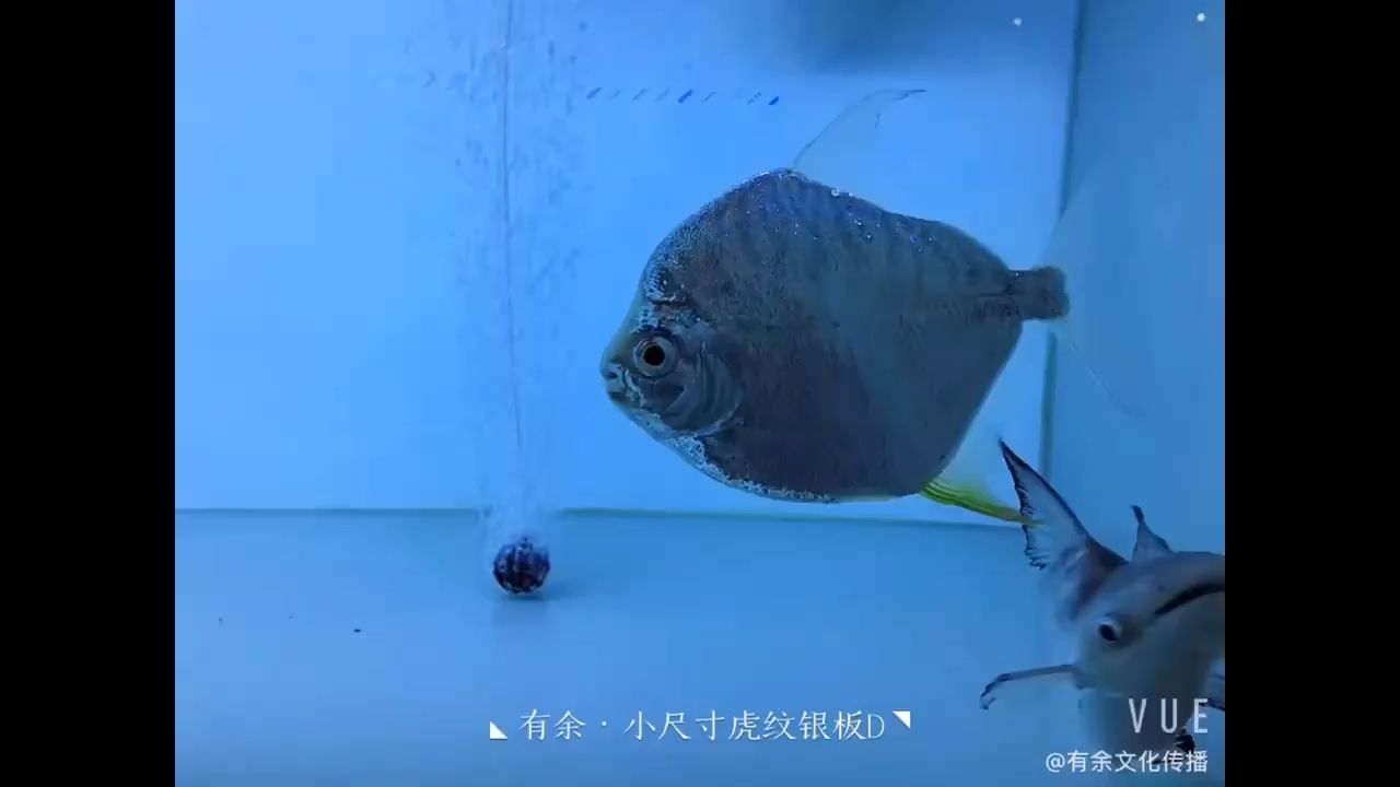 不看一下不知道什么叫亮 觀賞魚論壇 第1張