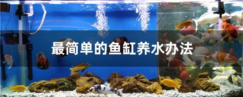 最簡單的魚缸養(yǎng)水辦法