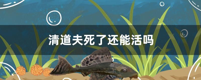 清道夫死了還能活嗎 虎斑恐龍魚 第1張