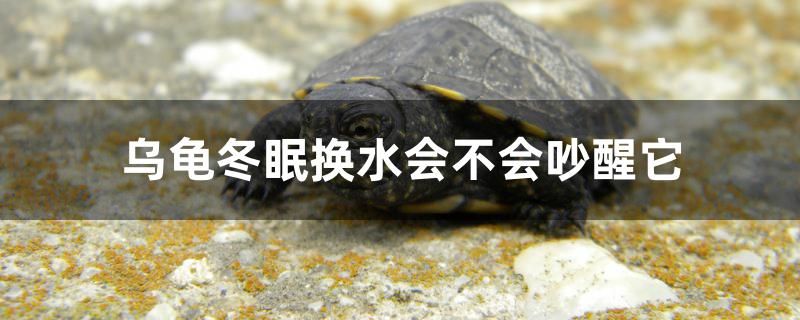 烏龜冬眠換水會不會吵醒它 觀賞蝦蟹等飼料 第1張