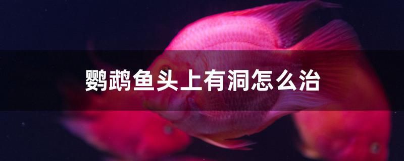 鸚鵡魚(yú)頭上有洞怎么治 杰西卡恐龍魚(yú) 第1張