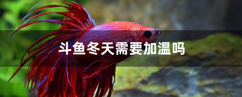 斗魚(yú)冬天需要加溫嗎 PH調(diào)節(jié)劑 第1張