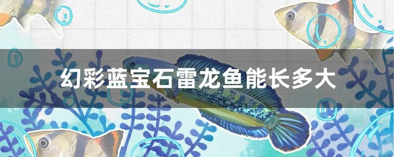 幻彩藍寶石雷龍魚能長多大