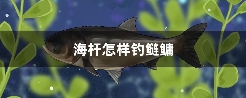 海桿怎樣釣鰱鳙