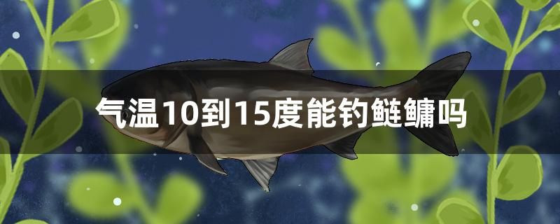 氣溫10到15度能釣鰱鳙嗎 新加坡號(hào)半紅龍魚（練手級(jí)紅龍魚） 第1張