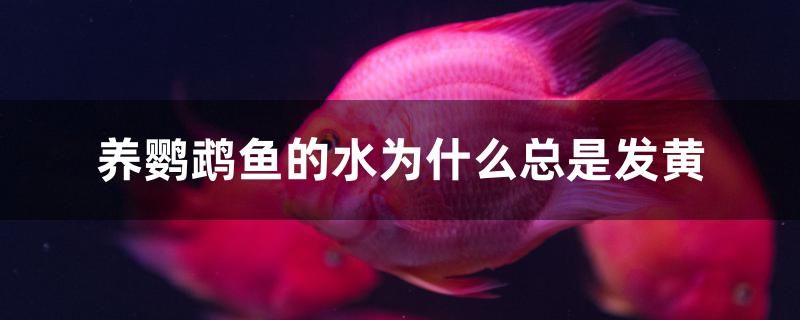 養(yǎng)鸚鵡魚(yú)的水為什么總是發(fā)黃 帝王血鉆 第1張