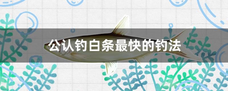 公認(rèn)釣白條最快的釣法 水族品牌 第1張