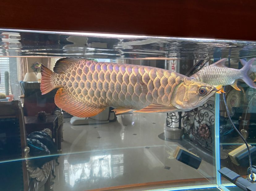 西安定制魚缸店地址（ 西安定制魚缸店地址在哪里） 熱帶魚魚苗批發(fā)